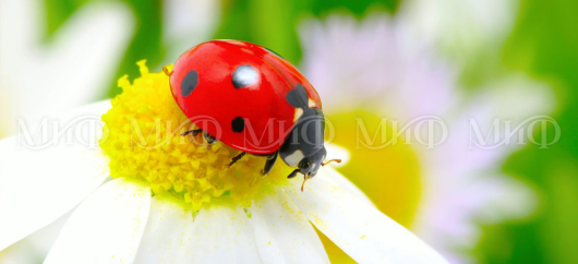 Кухня с фотопечатью Божья коровка - купить за 0.00 руб.